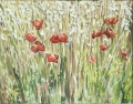 COQUELICOTS - FLEURS