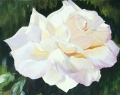 BLANCHE - FLEURS